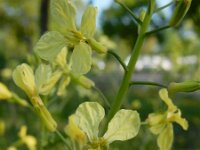Raphanus raphanistrum 21, Knopherik, Saxifraga-Ed Stikvoort