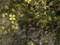 Raphanus raphanistrum 27, Knopherik, Saxifraga-Jan van der Straaten