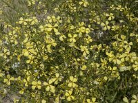 Raphanus raphanistrum 28, Knopherik, Saxifraga-Jan van der Straaten