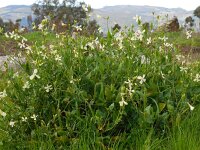 Raphanus raphanistrum 3, Knopherik, Saxifraga-Ed Stikvoort