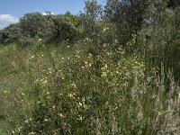 Raphanus raphanistrum 30, Knopherik, Saxifraga-Willem van Kruijsbergen