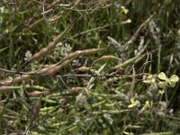 Raphanus raphanistrum 31, Knopherik, Saxifraga-Willem van Kruijsbergen