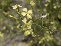 Raphanus raphanistrum 34, Knopherik, Saxifraga-Willem van Kruijsbergen