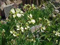 Raphanus raphanistrum 36, Knopherik, Saxifraga-Hans Grotenhuis