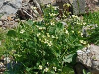 Raphanus raphanistrum 38, Knopherik, Saxifraga-Hans Grotenhuis