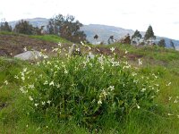 Raphanus raphanistrum 4, Knopherik, Saxifraga-Ed Stikvoort