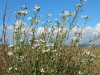 Raphanus raphanistrum 7, Knopherik, Saxifraga-Ed Stikvoort