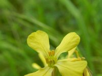 Raphanus raphanistrum 8, Knopherik, Saxifraga-Rutger Barendse