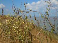 Raphanus raphanistrum ssp landra 25, Zeeradijs, Saxifraga-Ed Stikvoort