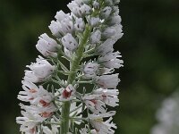 Reseda alba 1, Witte reseda, Saxifraga-Rutger Barendse