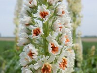 Reseda alba 12, Witte reseda, Saxifraga-Ed Stikvoort