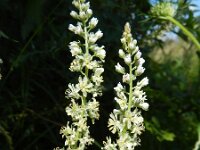 Reseda alba 6, Witte reseda, Saxifraga-Rutger Barendse