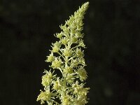 Reseda lutea 3, Wilde reseda, Saxifraga-Jan van der Straaten