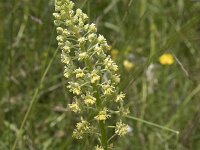 Reseda lutea 32, Wilde reseda, Saxifraga-Willem van Kruijsbergen