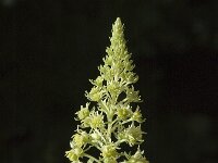 Reseda lutea 4, Wilde reseda, Saxifraga-Jan van der Straaten