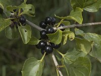 Rhamnus cathartica 1, Wegedoorn, Saxifraga-Jan van der Straaten