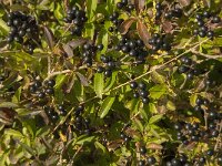 Rhamnus cathartica 11, Wegedoorn, Saxifraga-Jan van der Straaten