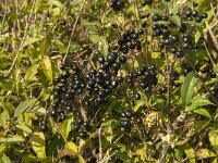 Rhamnus cathartica 13, Wegedoorn, Saxifraga-Jan van der Straaten