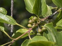 Rhamnus cathartica 16, Wegedoorn, Saxifraga-Willem van Kruijsbergen