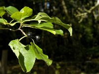Rhamnus cathartica 5, Wegedoorn, Saxifraga-Jan van der Straaten