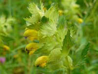 Rhinanthus alectorolophus 15, Harige ratelaar, Saxifraga-Ed Stikvoort