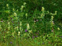 Rhinanthus alectorolophus 17, Harige ratelaar, Saxifraga-Ed Stikvoort