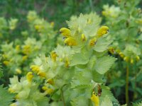 Rhinanthus alectorolophus 19, Harige ratelaar, Saxifraga-Ed Stikvoort