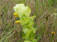 Rhinanthus alectorolophus 21, Harige ratelaar, Saxifraga-Rutger Barendse