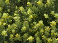 Rhinanthus alectorolophus 26, Harige ratelaar, Saxifraga-Jan van der Straaten