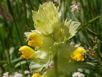 Rhinanthus alectorolophus 27, Saxifraga-Harry Jans