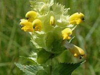 Rhinanthus alectorolophus 3, Harige ratelaar, Saxifraga-Jan van der Straaten