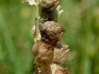 Rhinanthus alectorolophus 8, Harige ratelaar, Saxifraga-Jan van der Straaten