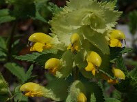 Rhinanthus alectorolophus 9, Harige ratelaar, Saxifraga-Willem van Kruijsbergen