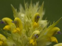 Rhinanthus glacialis 2, Saxifraga-Willem van Kruijsbergen