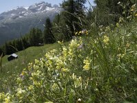 Rhinanthus glacialis 6, Saxifraga-Willem van Kruijsbergen