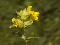 Rhinanthus minor, Yellow-rattle