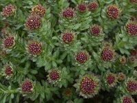 Rhodiola rosea 22, Saxifraga-Harry Jans