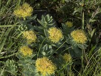 Rhodiola rosea 29, Saxifraga-Willem van Kruijsbergen