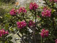 Rhododendron ferrugineum 17, Saxifraga-Willem van Kruijsbergen