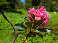 Rhododendron ferrugineum 31, Saxifraga-Ed Stikvoort