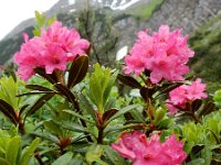 Rhododendron ferrugineum 34, Saxifraga-Ed Stikvoort