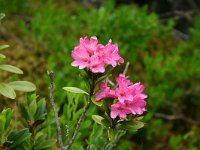 Rhododendron ferrugineum 8, Saxifraga-Dirk Hilbers