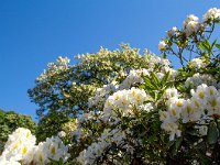 Rhododendron ponticum 2, Pontische rhododendron, Saxifraga-Bart Vastenhouw