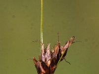 Rhynchospora fusca 17, Bruine snavelbies, Saxifraga-Peter Meininger