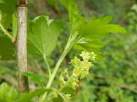 Ribes alpinum 10, Alpenbes, Saxifraga-Rutger Barendse