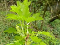 Ribes alpinum 11, Alpenbes, Saxifraga-Rutger Barendse