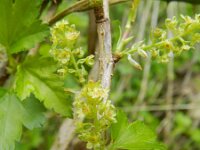 Ribes alpinum 13, Alpenbes, Saxifraga-Rutger Barendse