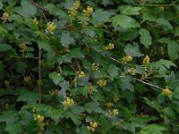 Ribes alpinum 24, Alpenbes, Saxifraga-Ed Stikvoort
