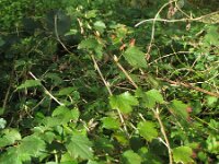 Ribes alpinum 7, Alpenbes, Saxifraga-Rutger Barendse