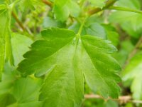 Ribes alpinum 8, Alpenbes, Saxifraga-Rutger Barendse